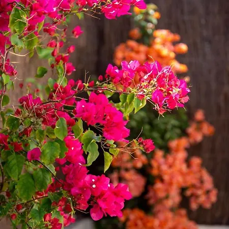 Alcaudón Holidayfv Apartamento Corralejo